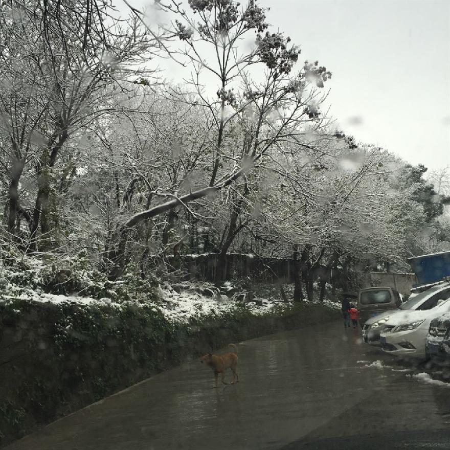 濾油機濾芯_重慶下雪啦